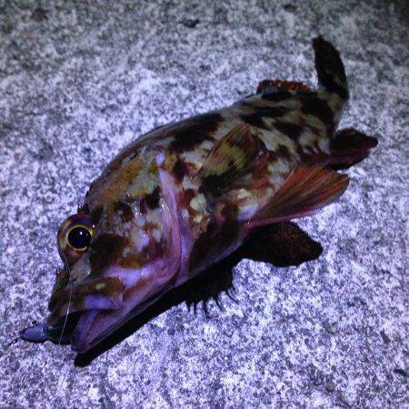 ニュースポット探索。