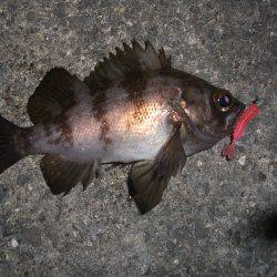 短時間メバリング