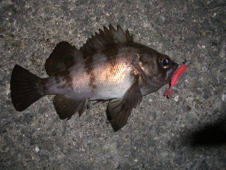 短時間メバリング