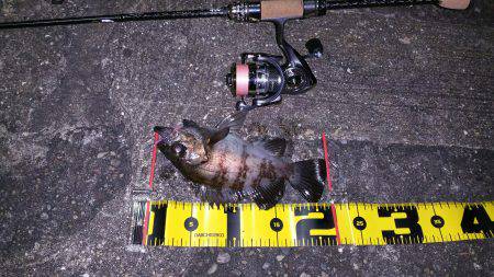 初フロートリグで良型メバルGET