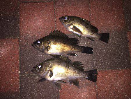 久しぶりの釣行