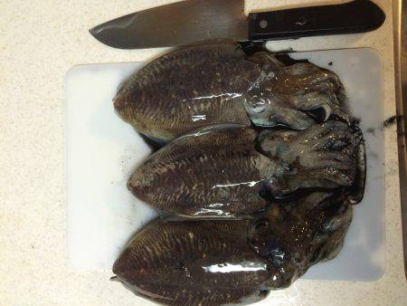 コウイカエギング