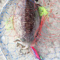 安定の和歌浦のコウイカ!