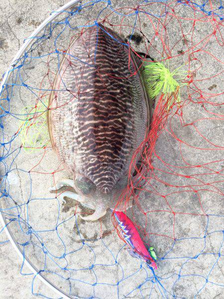 安定の和歌浦のコウイカ！