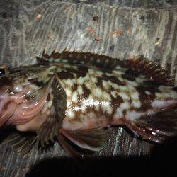 久方ぶりのガッシーとご対面＼(^o^)／