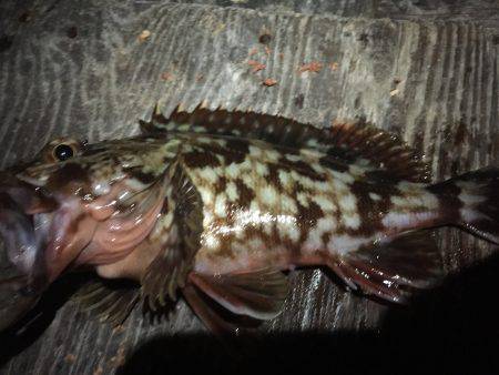 久方ぶりのガッシーとご対面＼(^o^)／