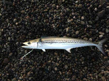 カツオのつもりが…