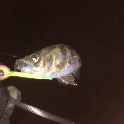 渋すぎメバリング！