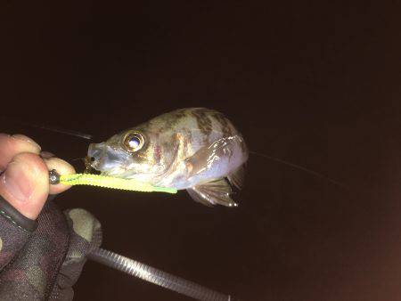 渋すぎメバリング！