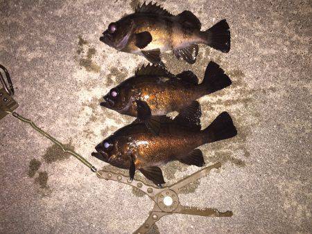 爆風メバリング…。