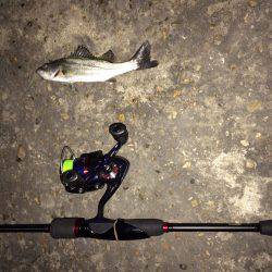 メバリングのはずが