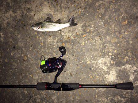 メバリングのはずが