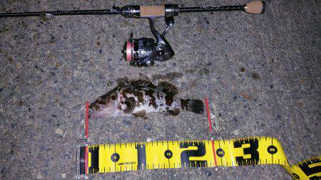 タケノコめばるはたのすぃー（笑）