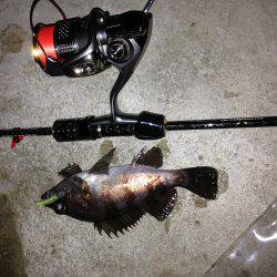 今年初の泉南メバリング！