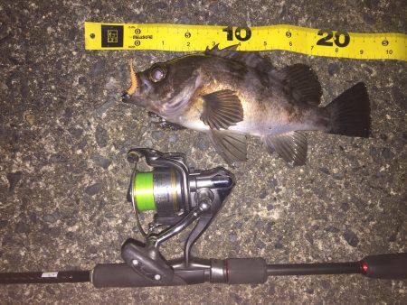 良型出るも尻すぼみ