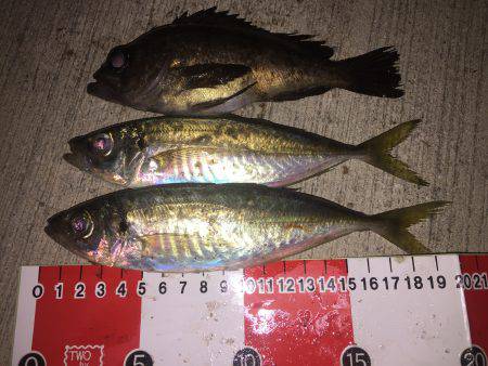 メバルちゃん…。