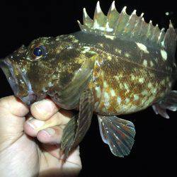 一週間ぶりにガッシーとご対面\(^o^)/