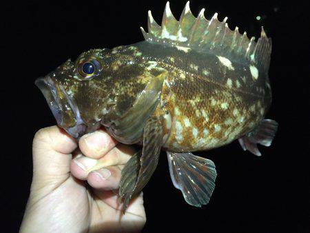 一週間ぶりにガッシーとご対面＼(^o^)／…