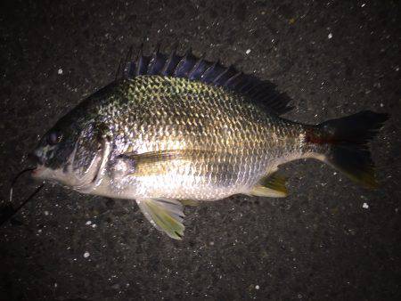 シーバスは不発。