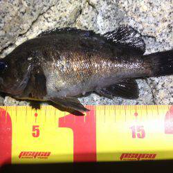 ド干潮！そんなの関係ない！