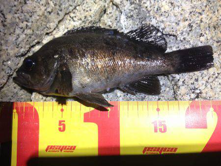 ド干潮！そんなの関係ない！