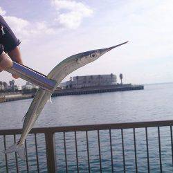 サヨリ23本ゲット!!