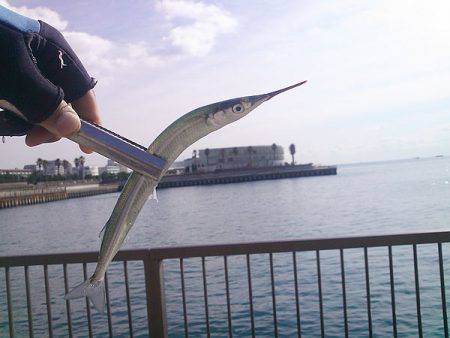 サヨリ23本ゲット！！