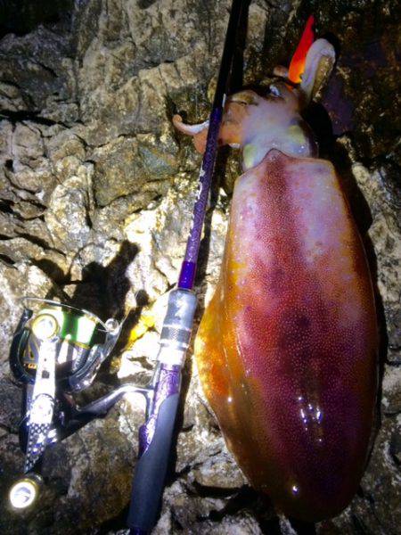 チビ赤さんGET～～