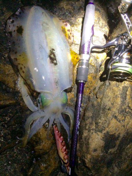 耐久南紀エギング