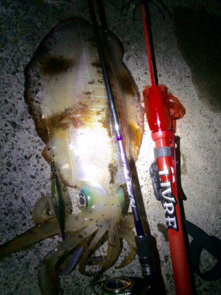 白系アオリ大量入荷中？？（笑）