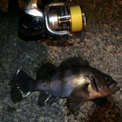 今期初メバリング