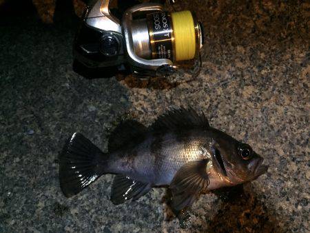 今期初メバリング