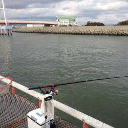 尼崎魚つり公園でハネ!