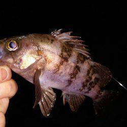 連日のメバル調査