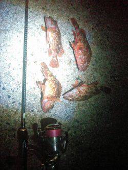 新しいくっそ安いワームでガシリングの巻