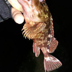 メバルをもとめて