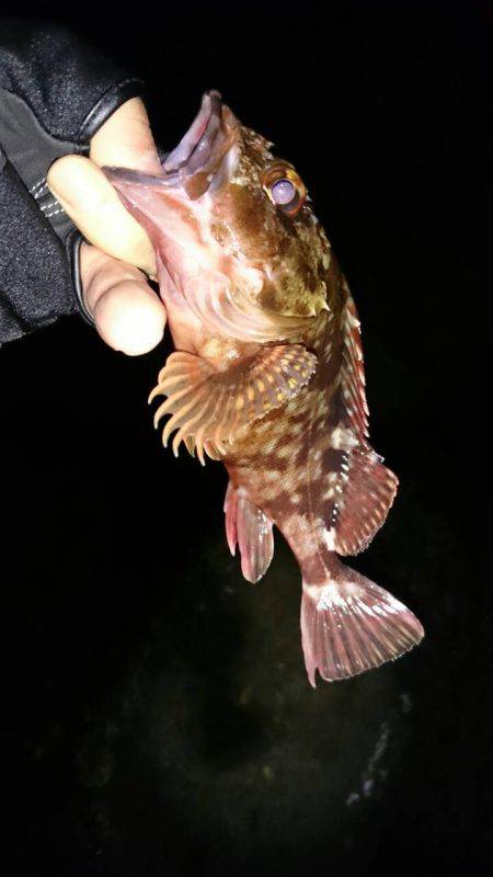 メバルをもとめて