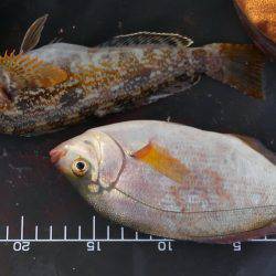 きびし～～～い！