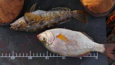 きびし～～～い！