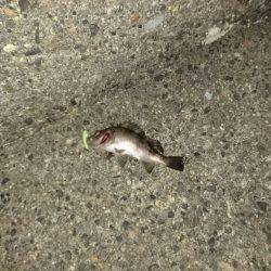 無限に釣れるのですが…