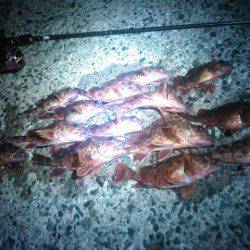 ストレス解消ガシリングの巻