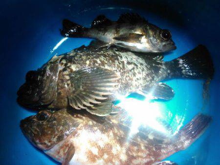 春一番、元気ですかぁ！の巻