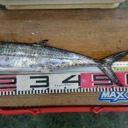 ライトショアジギングでサゴシ