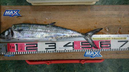 ライトショアジギングでサゴシ