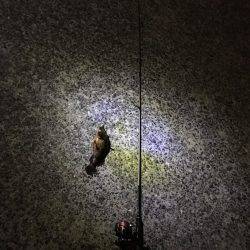 久しぶりにワームでガシラ!!