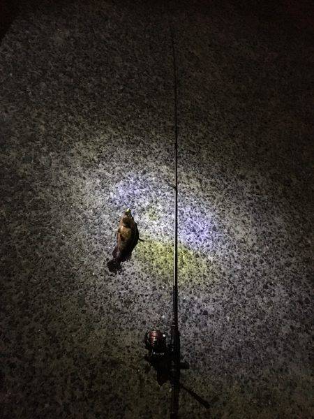 久しぶりにワームでガシラ!!