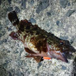 結局今年も・・・