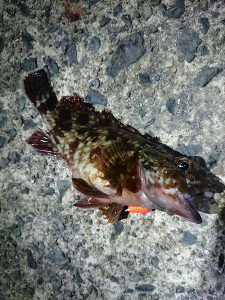 結局今年も・・・