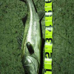 シーバスGET！！