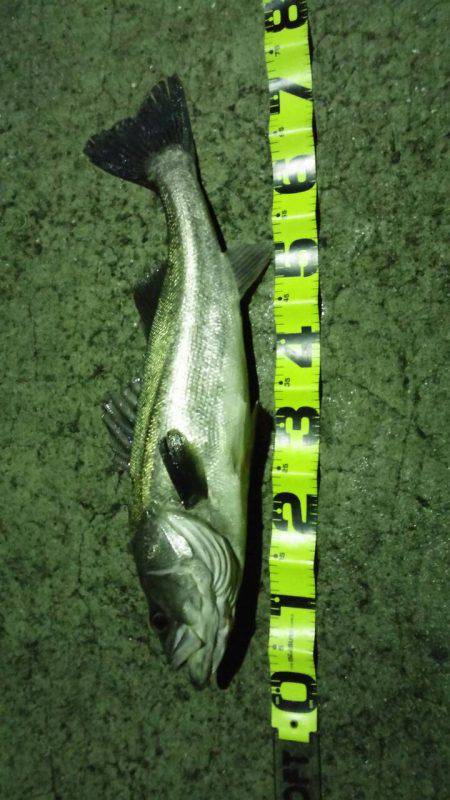 シーバスGET！！